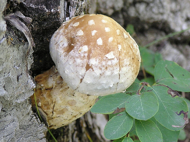 Fungus