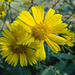Beautiful Yellow Sunflowers