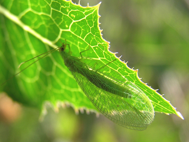 Green Lacewing