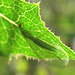 Green Lacewing