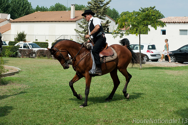 Cavalier et pur sang arabe