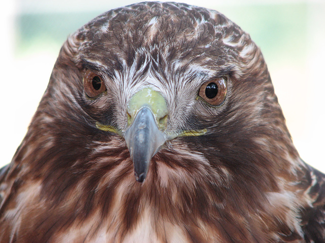 Red-tailed Hawk