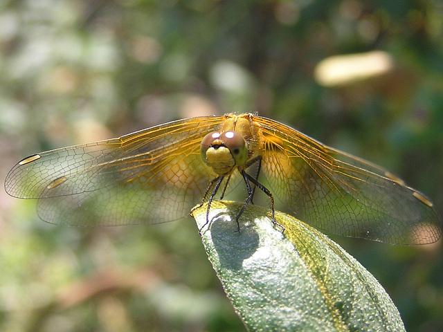 Female Cherry-faced Meadowhawk