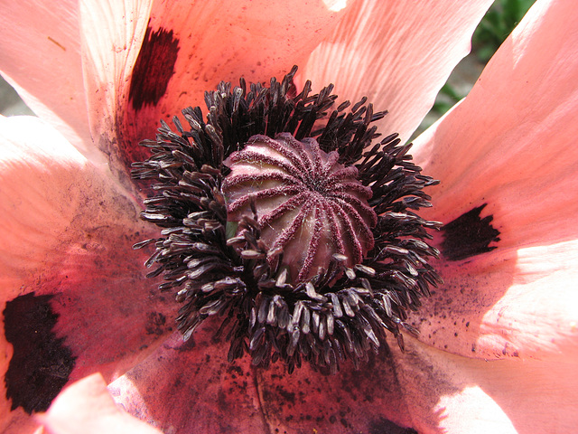 Pink Papaver