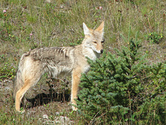 Kananaskis Coyote