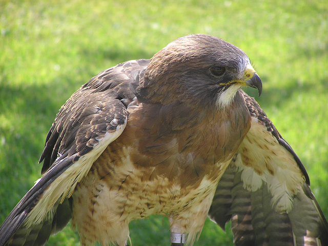 Swainson's Hawk