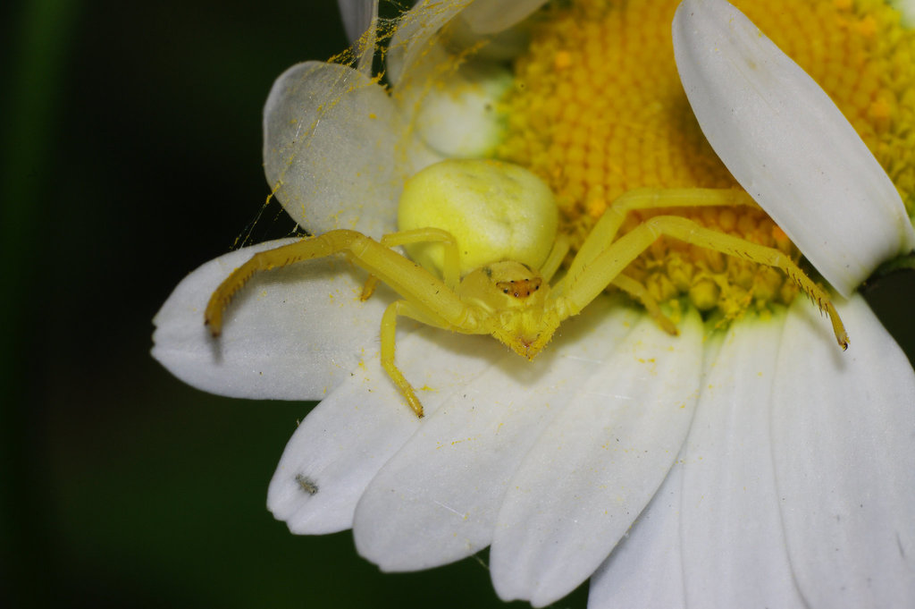 Crab Spider on Daisy