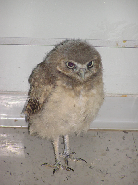Young Burrowing Owl