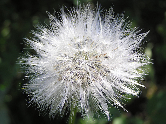 False-dandelion seedhead