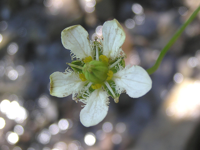 Fringed Grass-of-Parnassus