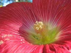 Hollyhocks