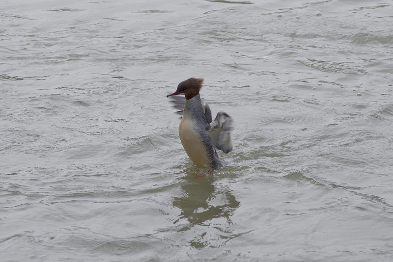 BESANCON: Un canard harle bièvre (Mergus merganser).