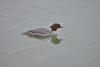 BESANCON: Un canard harle bièvre (Mergus merganser).