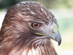 Red-tailed  Hawk