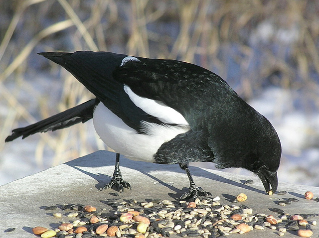 Black-billed Magpie