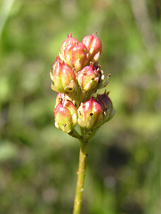 Sticky/False Asphodel