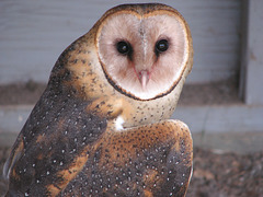 Barn Owl