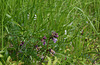 Vicia hirsuta et sepium