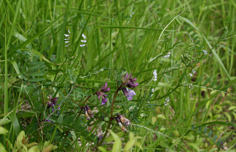 Vicia hirsuta et sepium