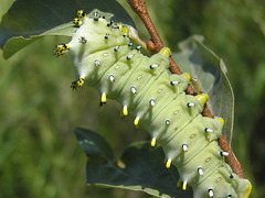 Columbia Silkmoth caterpillar