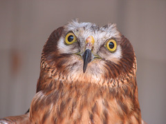 Northern Harrier