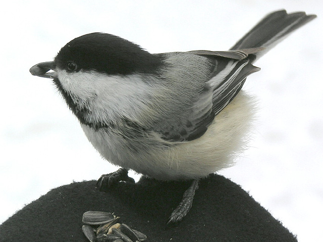 Black-capped Chickadee