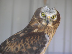 Northern Harrier