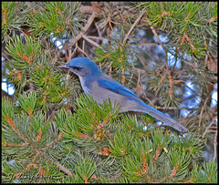 Scrub Blue Jay