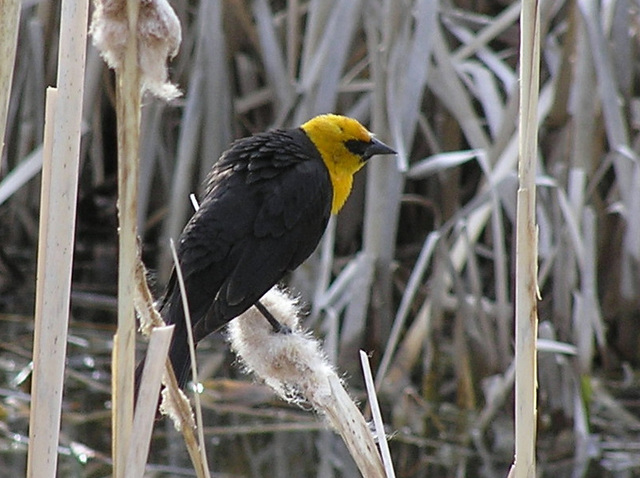 Yellow-headed Blackbird