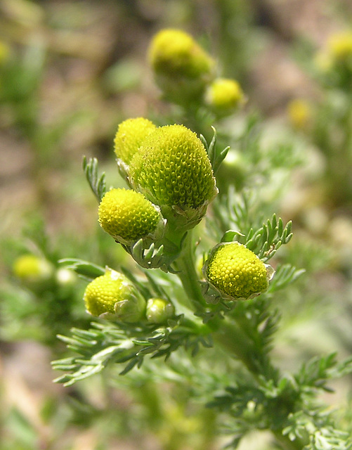 Pineappleweed