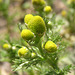 Pineappleweed