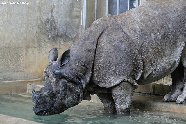 Bruno in der Badewanne (Wilhelma)