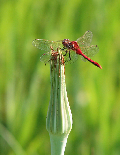 Cherry-faced Meadowhawk