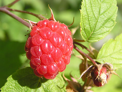 Cultivated Raspberry