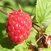 Cultivated Raspberry