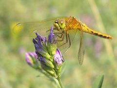 Dragonfly on Alfalfa