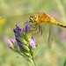 Dragonfly on Alfalfa