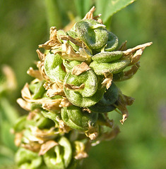 Curly seedpods of Alfalfa