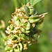 Curly seedpods of Alfalfa