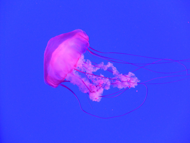 Pacific Sea Nettle (1) - 21 October 2014