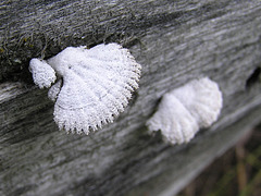 Fungus like lace