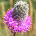 Purple Prairie-clover