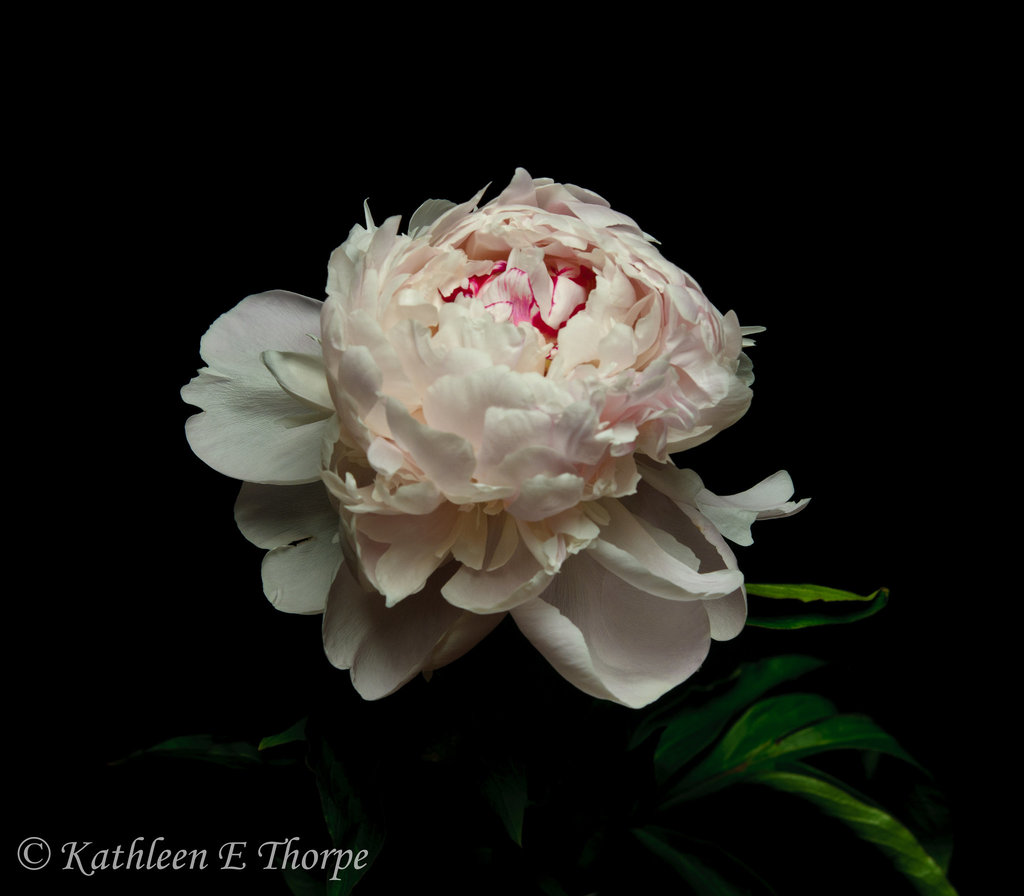 Peony