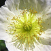 Small white poppy