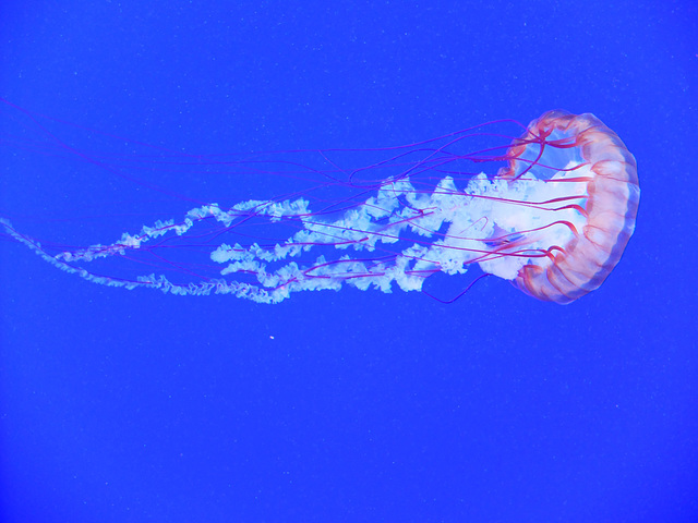 Pacific Sea Nettle (4) - 21 October 2014