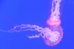 Pacific Sea Nettle (5) - 21 October 2014