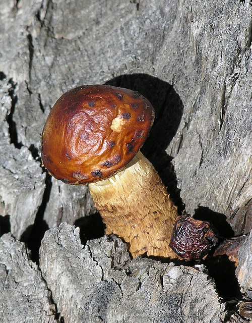 Fungus