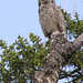 Great Horned Owl