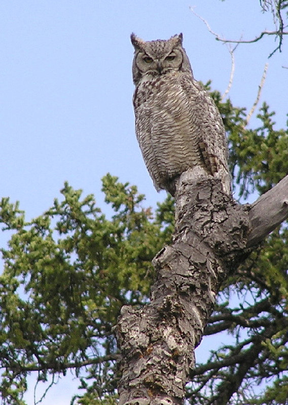 Great Horned Owl