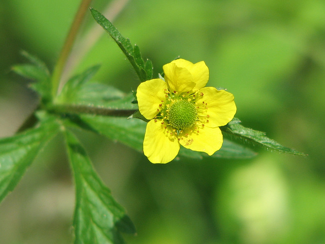 Yellow Avens